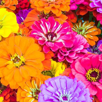 Graines de Zinnias Mix (Zinnia elegans) – Fleurs annuelles multicolores à semer