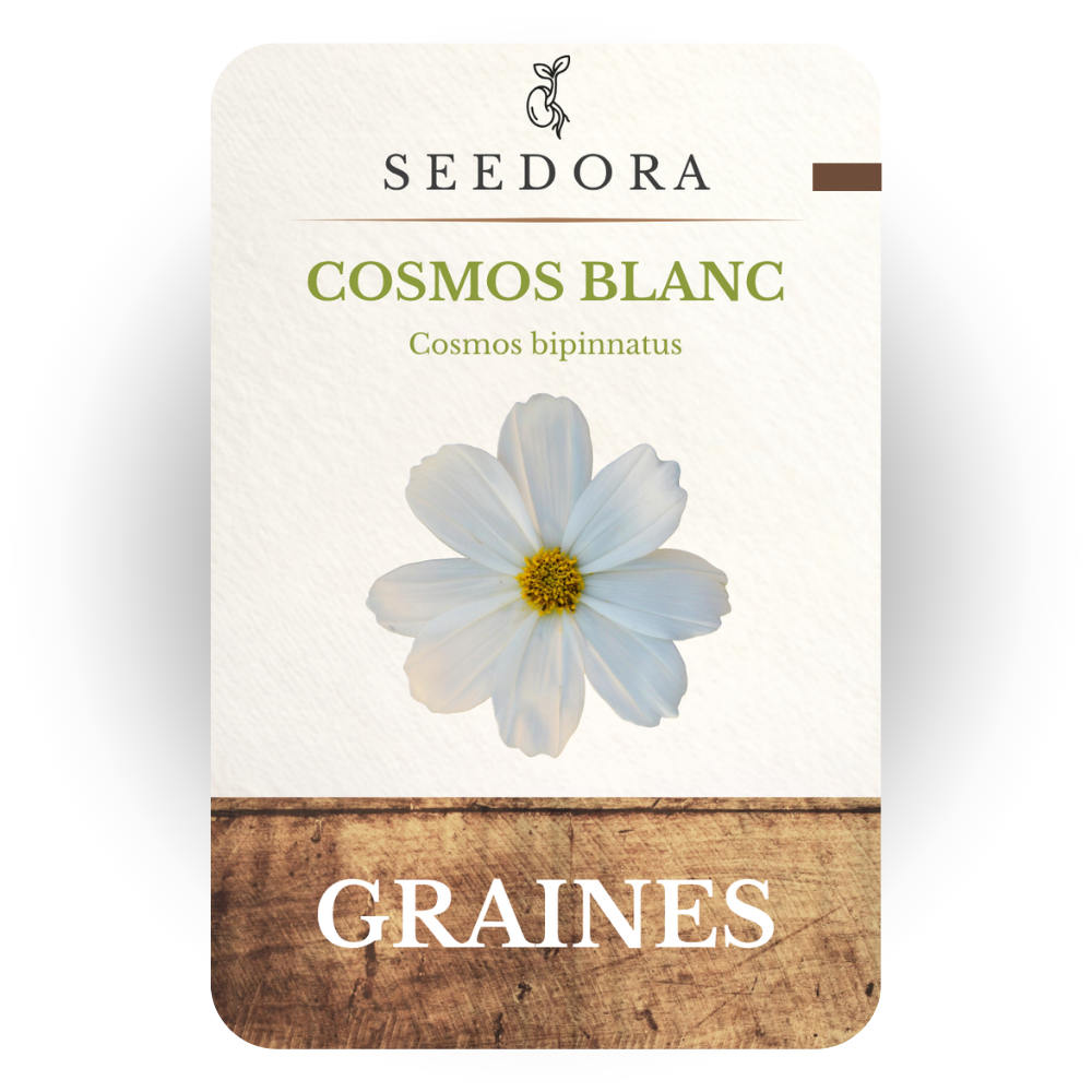 Graines de Cosmos Blanc (Cosmos bipinnatus) – Fleurs annuelles à semer