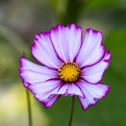 Graines de Cosmos Picotee (Cosmos bipinnatus) – Fleurs annuelles bicolores à semer