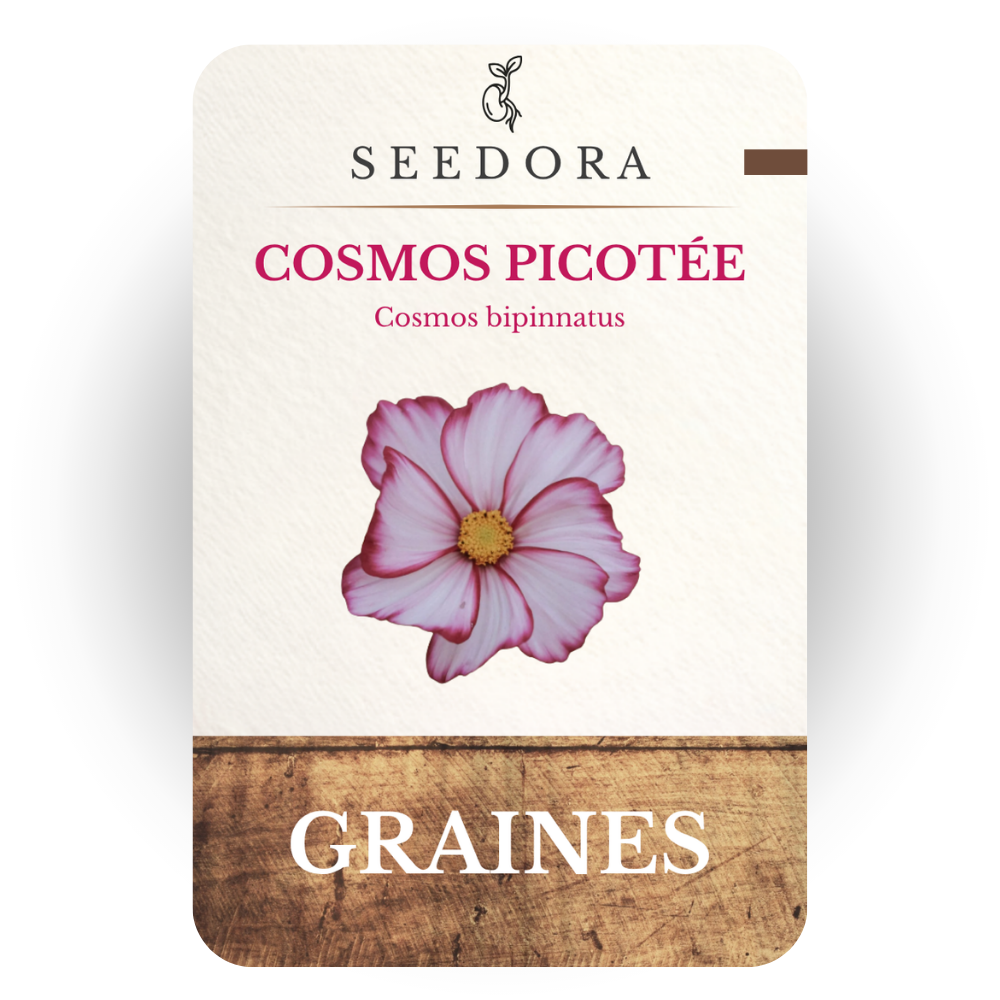 Graines de Cosmos Picotee (Cosmos bipinnatus) – Fleurs annuelles bicolores à semer