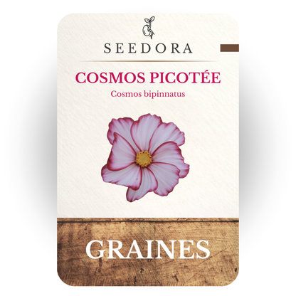 Graines de Cosmos Picotee (Cosmos bipinnatus) – Fleurs annuelles bicolores à semer