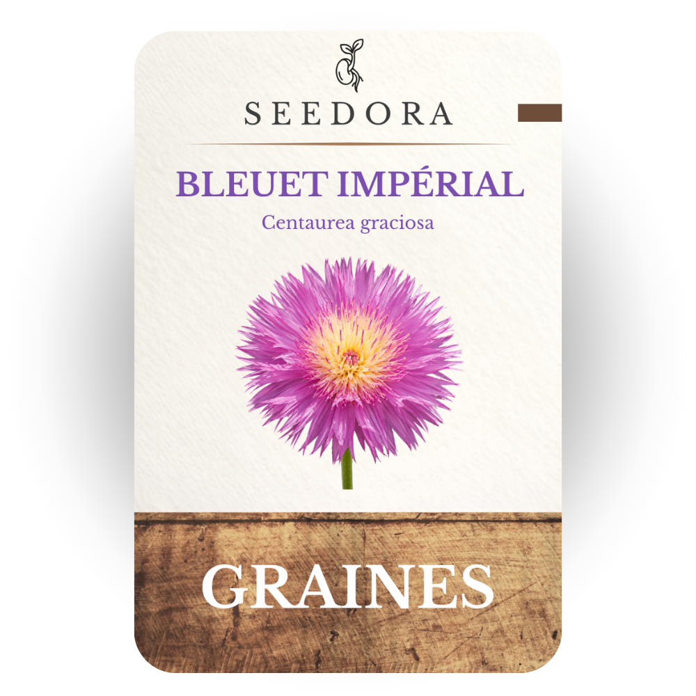 Graines de Bleuet Impérial 'Graciosa' (Centaurea imperialis) – Fleurs annuelles parfumées