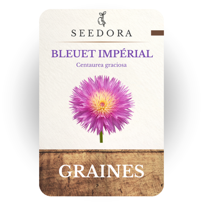 Graines de Bleuet Impérial 'Graciosa' (Centaurea imperialis) – Fleurs annuelles parfumées