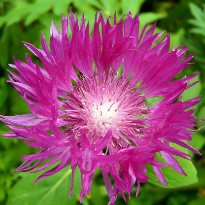 Graines de Bleuet Rose (Centaurea cyanus) – Fleurs annuelles à semer