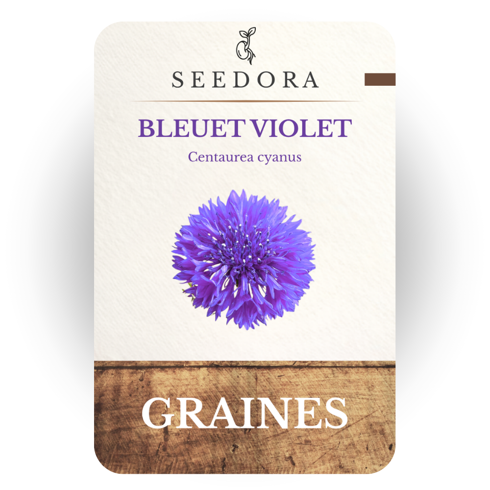 Graines de Bleuet Violet (Centaurea cyanus) – Fleurs annuelles à semer