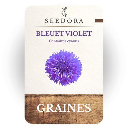 Graines de Bleuet Violet (Centaurea cyanus) – Fleurs annuelles à semer