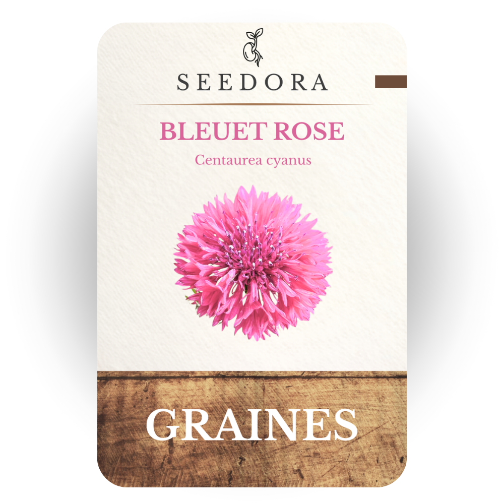 Graines de Bleuet Rose (Centaurea cyanus) – Fleurs annuelles à semer