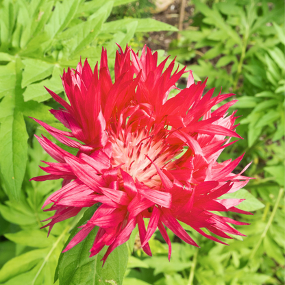 Graines de Bleuet Rouge (Centaurea cyanus) – Fleurs annuelles à semer