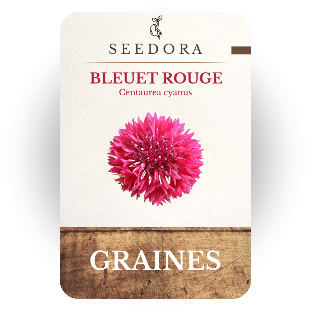 Graines de Bleuet Rouge (Centaurea cyanus) – Fleurs annuelles à semer