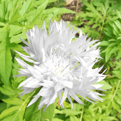 Graines de Bleuet Blanc (Centaurea cyanus) – Fleurs annuelles à semer