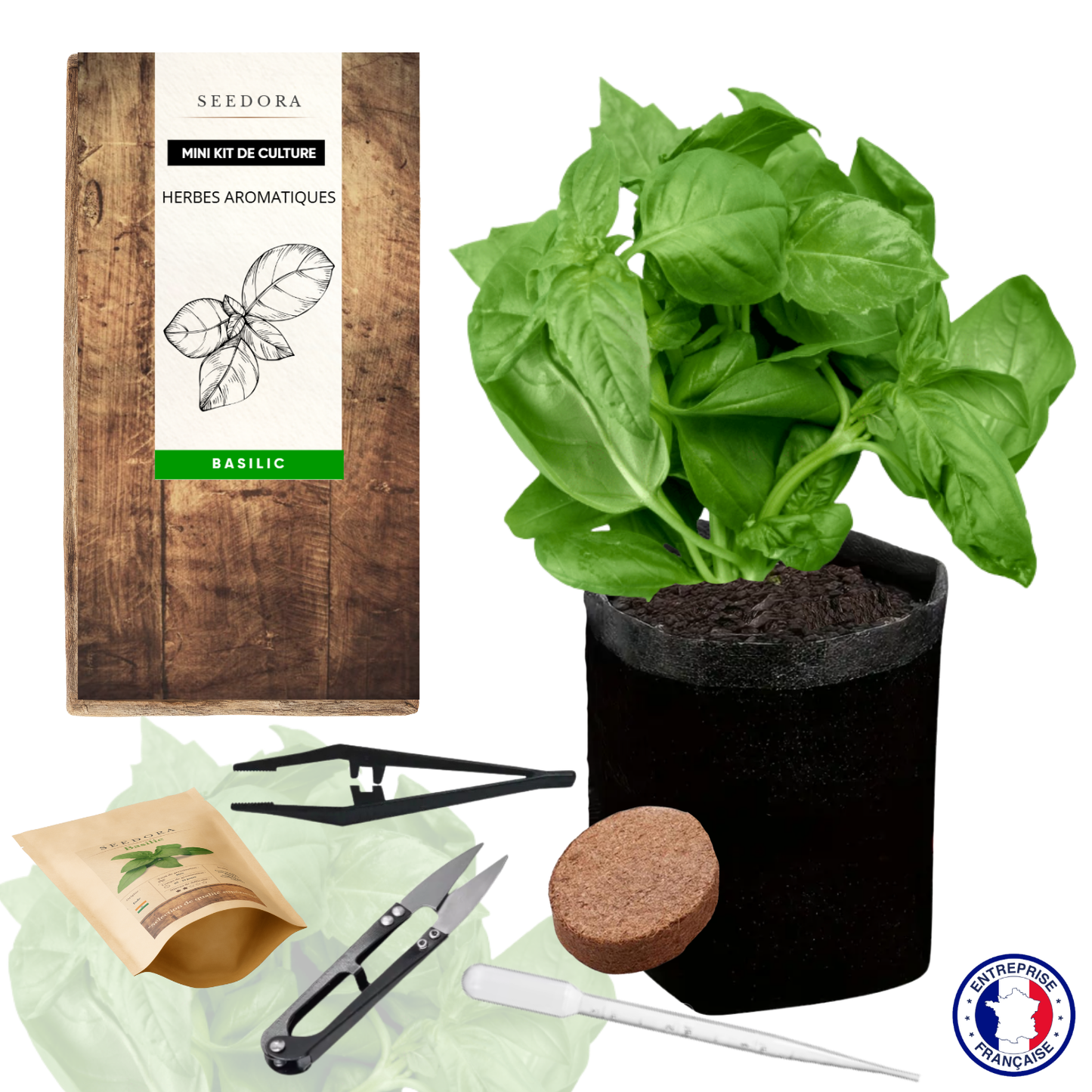 Mini Kit Basilic