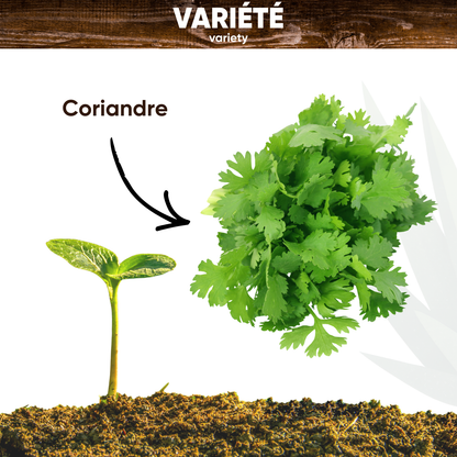 Graines de Coriandre