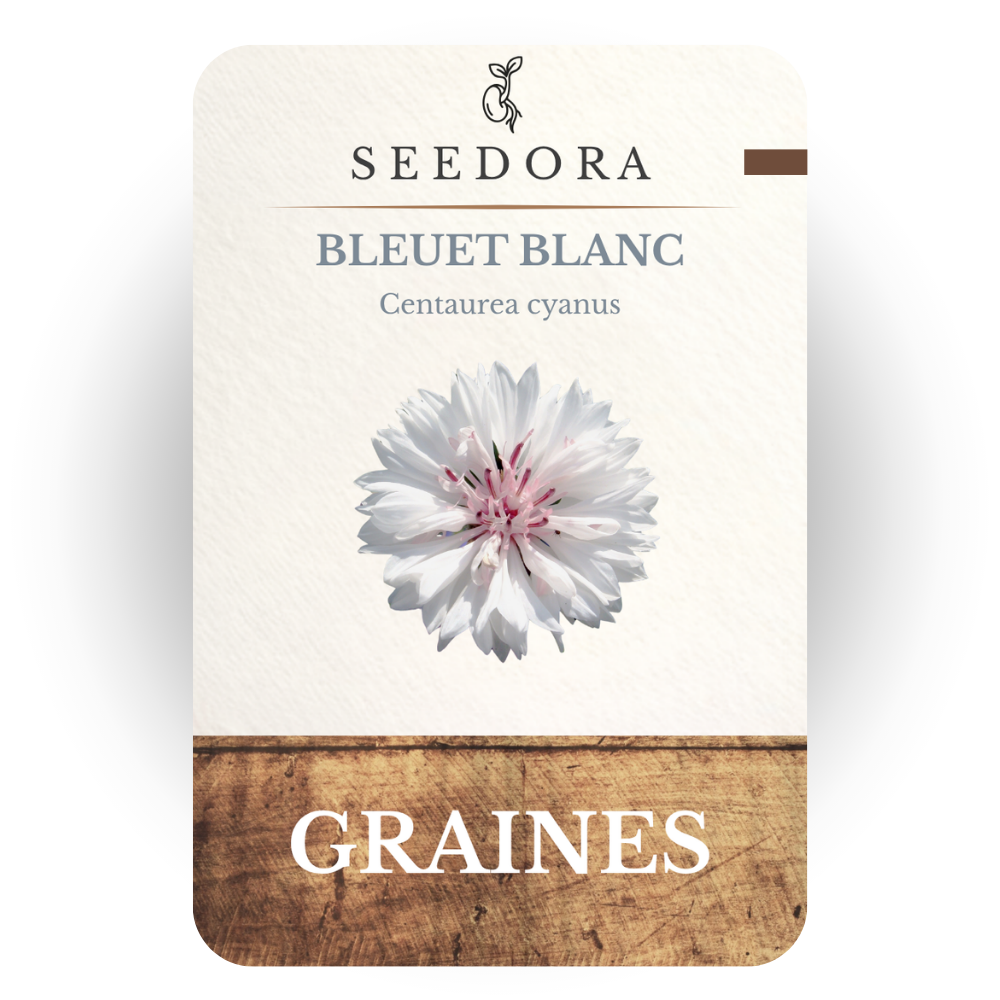 Graines de Bleuet Blanc (Centaurea cyanus) – Fleurs annuelles à semer