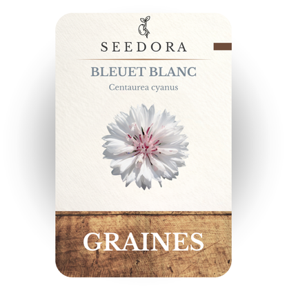 Graines de Bleuet Blanc (Centaurea cyanus) – Fleurs annuelles à semer