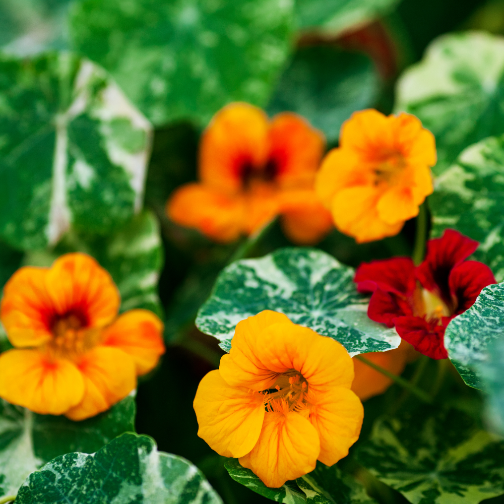 Graines de Capucine Mix (Tropaeolum majus) – Fleurs comestibles à semer