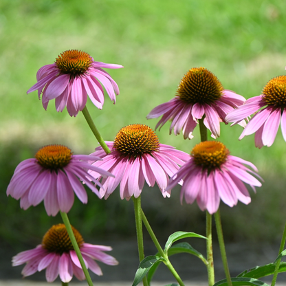Graines d'Échinacée Mix (Echinacea purpurea & paradoxa) – Vivace mellifère à semer
