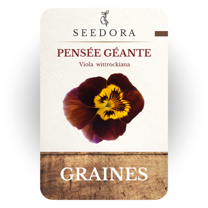 Graines de Pensée Géante (Viola wittrockiana) – Fleurs à semer