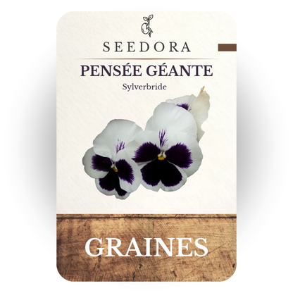 Graines de Pensée Géante 'Silverbride' (Viola wittrockiana) – Fleurs blanches à semer