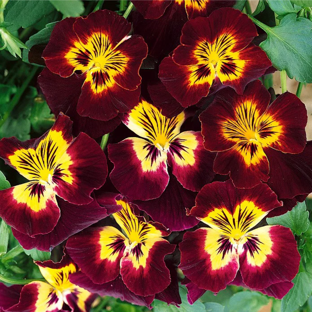 Graines de Pensée Géante (Viola wittrockiana) – Fleurs à semer