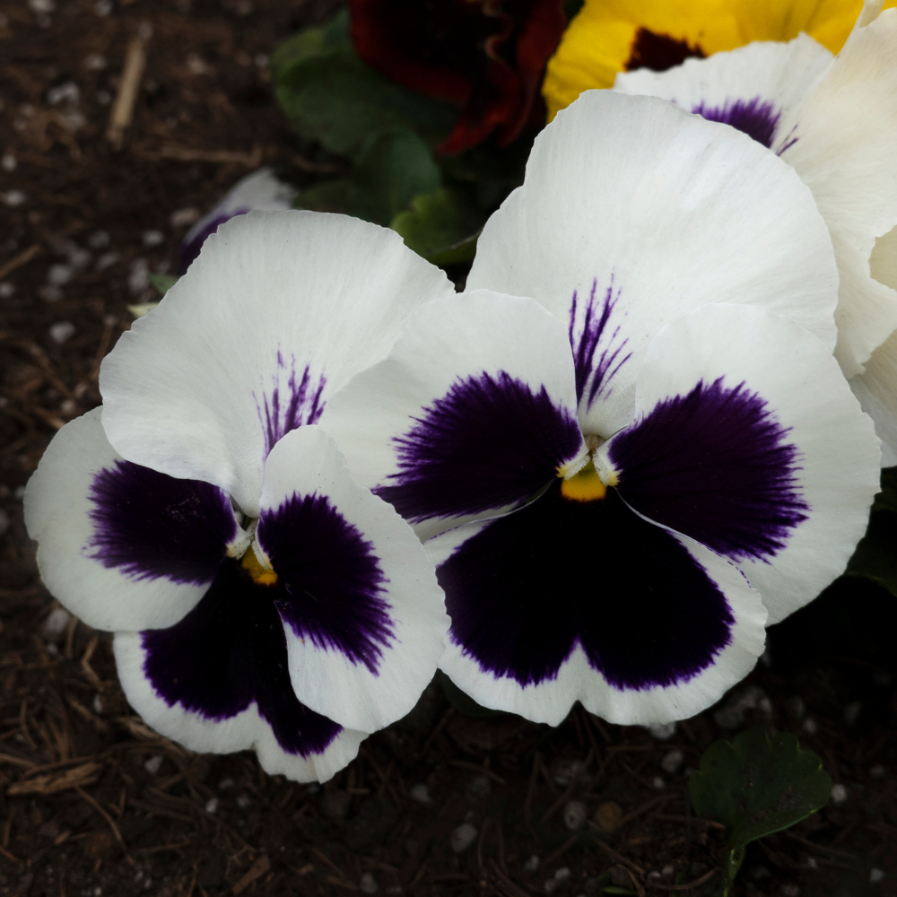 Graines de Pensée Géante 'Silverbride' (Viola wittrockiana) – Fleurs blanches à semer