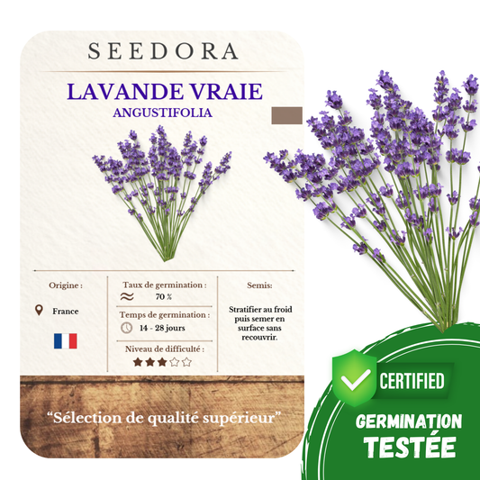 Graines de Lavande Vraie