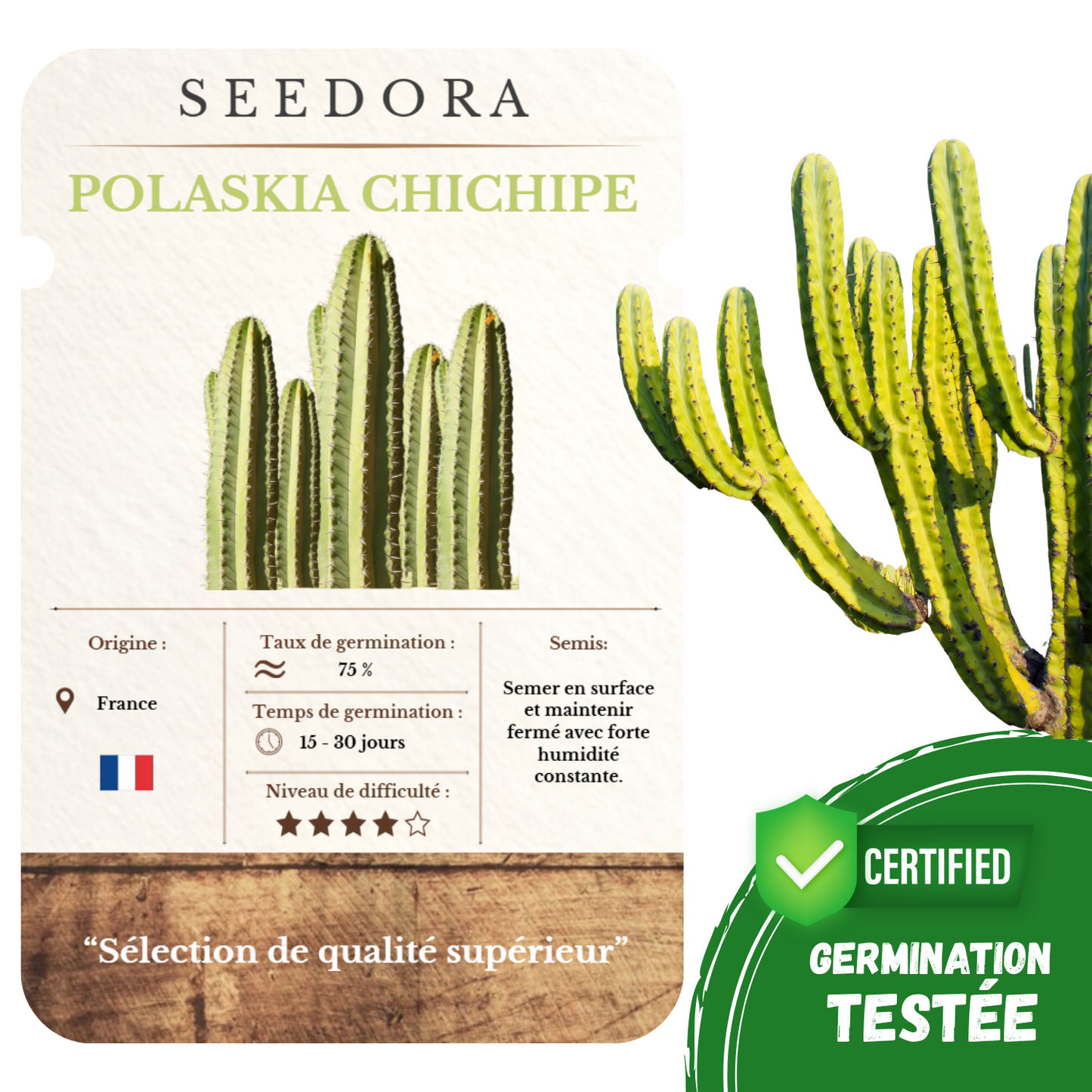 Graines de Cactus Polaskia Chichipe