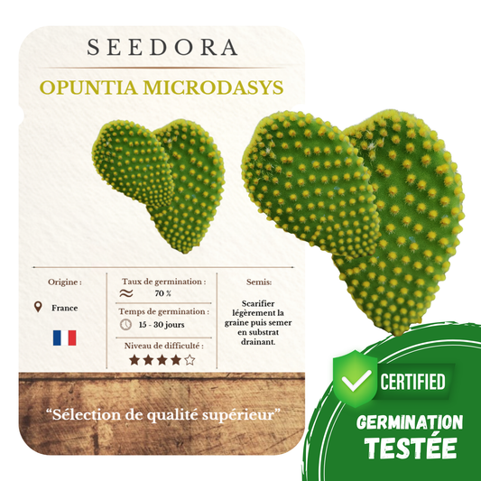 Graines d'Opuntia Microdasys