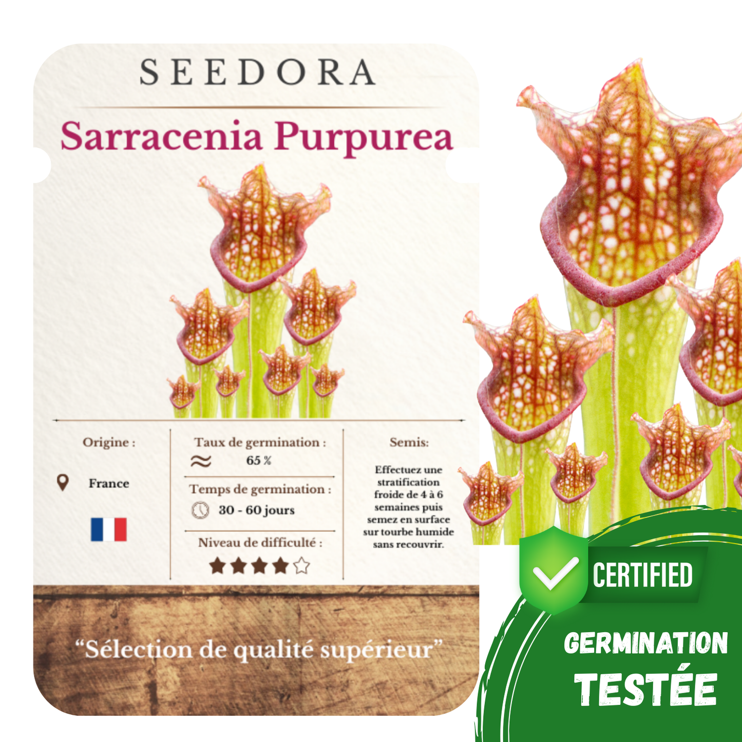 Graines de Sarracenia