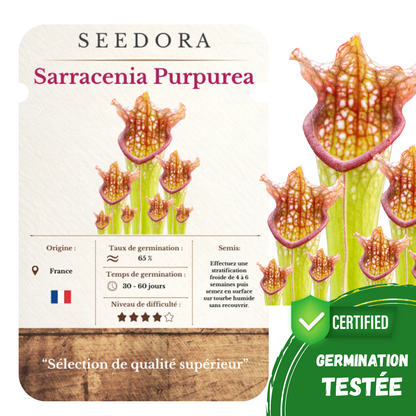 Graines de Sarracenia