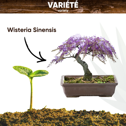 Graines de Glycine