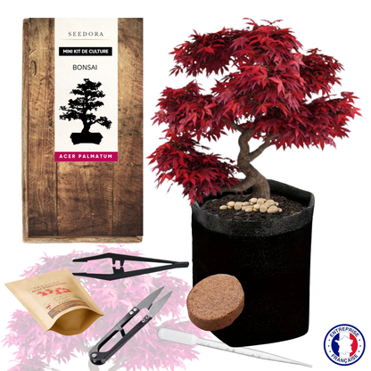 Mini Kit Bonsaï Érable du Japon