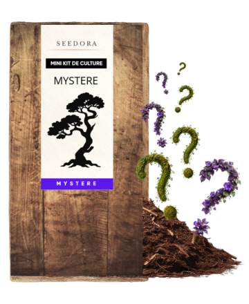Mini Box Mystère