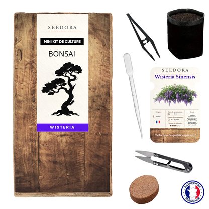Mini Kit Bonsaï Glycine (Wistéria) — Kit Complet de Culture | Seedora