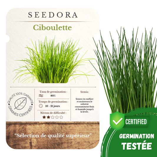 Graines de Ciboulette Commune