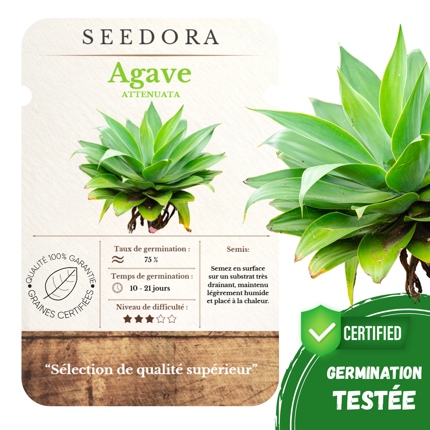 Graines d'Agave Americana