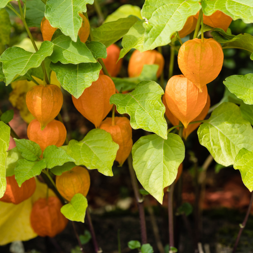 Physalis Alkekengi (Amour en Cage) — Sachet de 10 Graines à Semer | Seedora