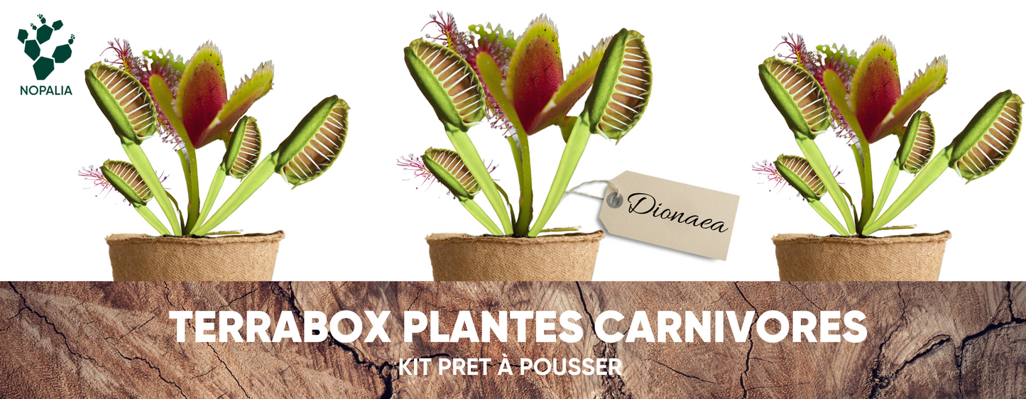 Kit Dionée Attrape-Mouche Plante Carnivore à Faire Pousser – Nopalia