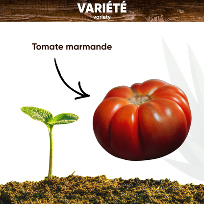 Graines de Tomate Marmande