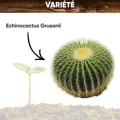 Mini Kit Cactus Echinocactus Grusonii