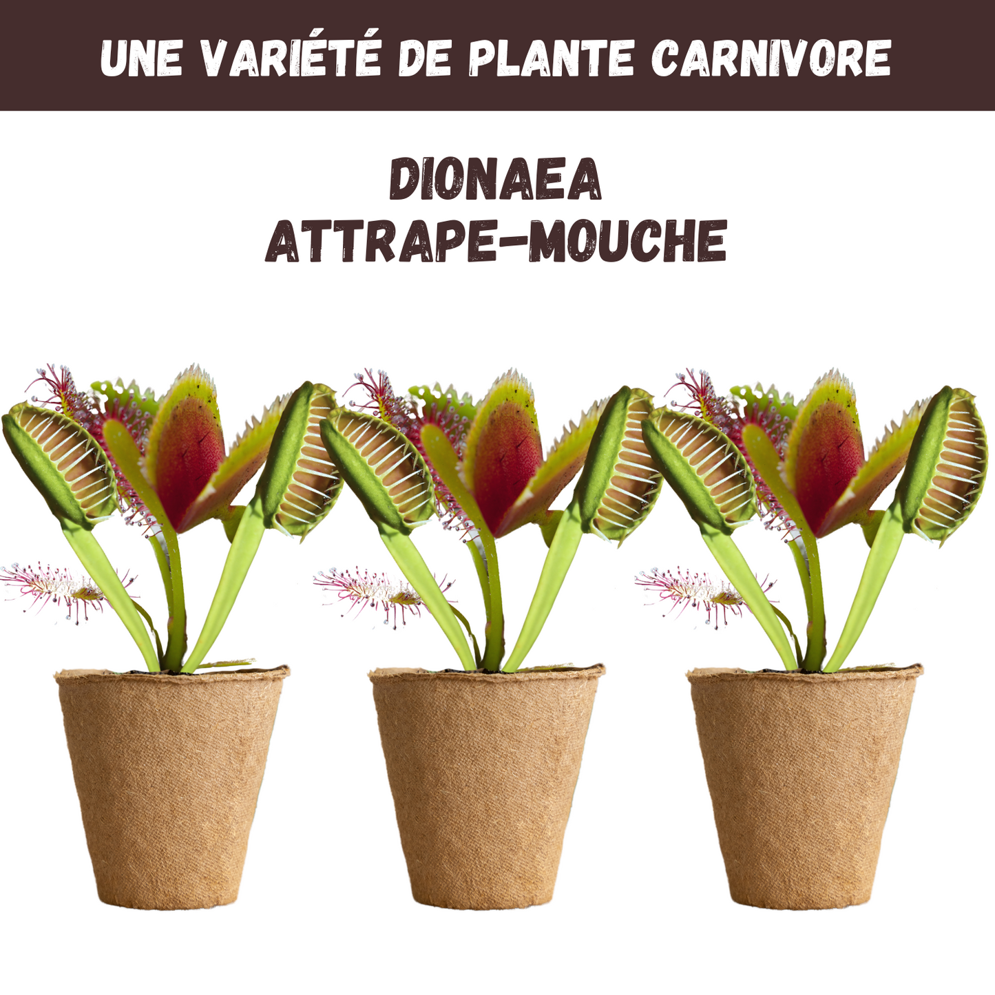 Kit Dionée Attrape-Mouche Plante Carnivore à Faire Pousser – Nopalia