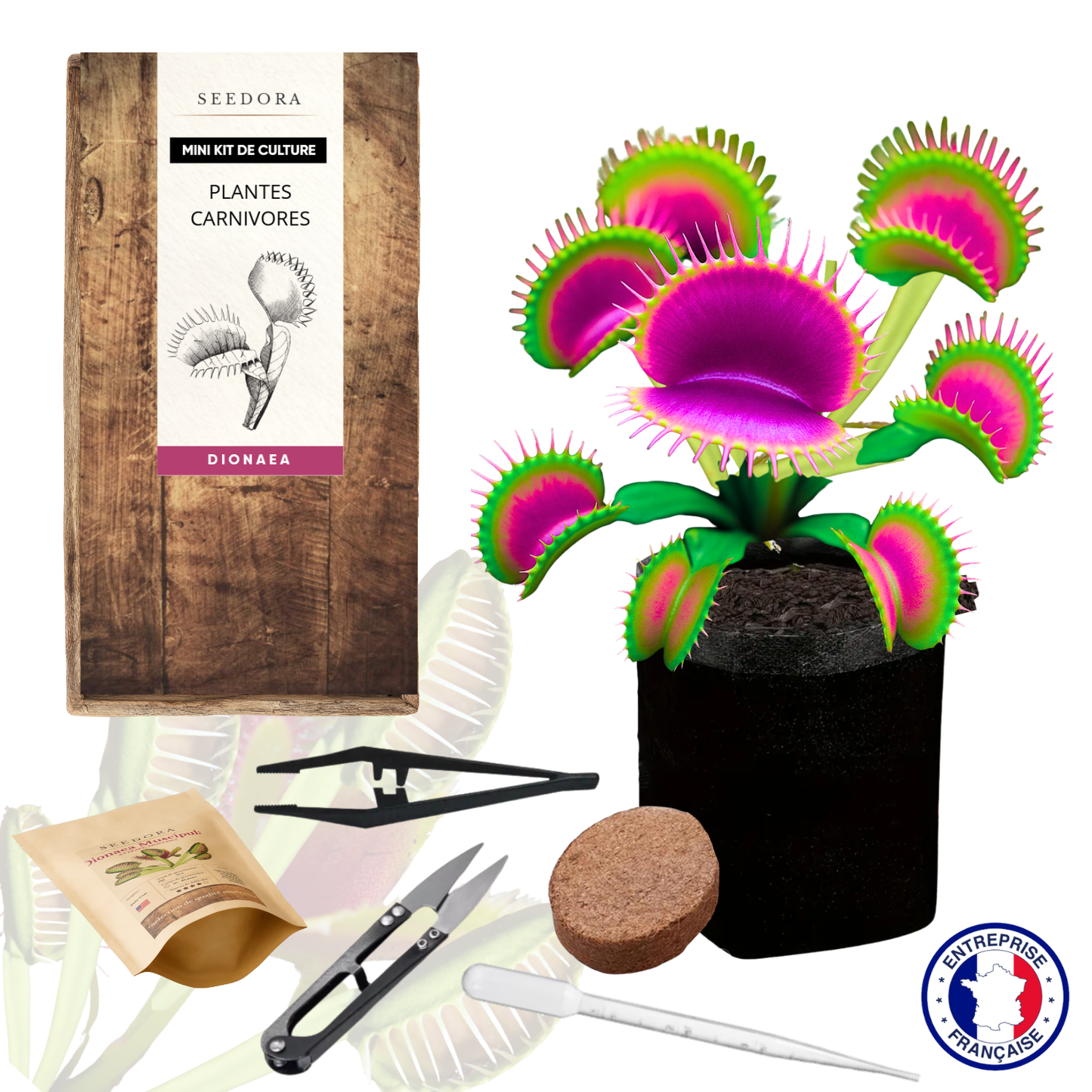 Mini Kit Plantes Carnivores - Dionée