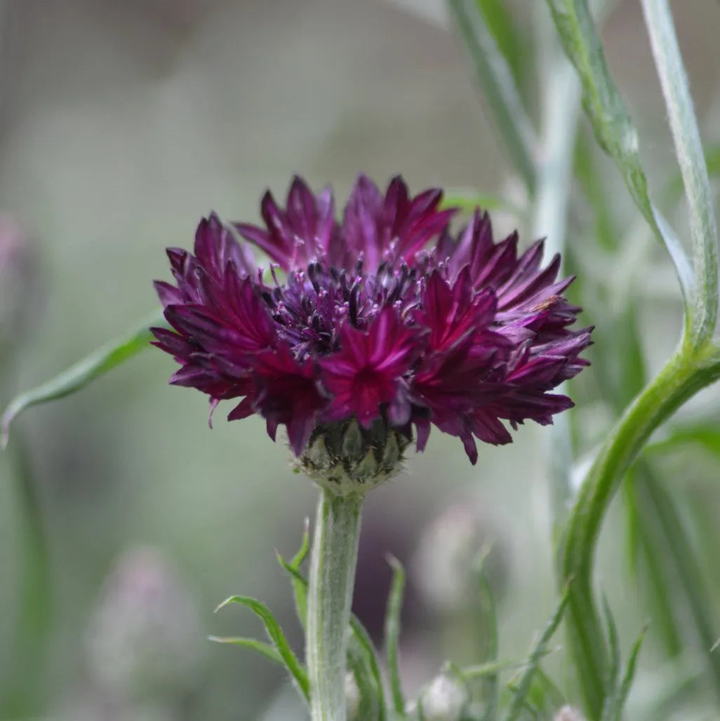 Graines de Bleuet Noir (Centaurea cyanus) – Fleurs annuelles à semer