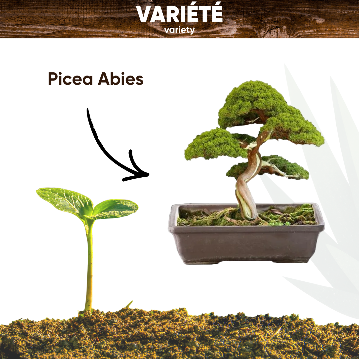 Graines d'Épicéa Commun