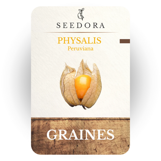 Physalis Alkekengi (Amour en Cage) — Sachet de 10 Graines à Semer | Seedora