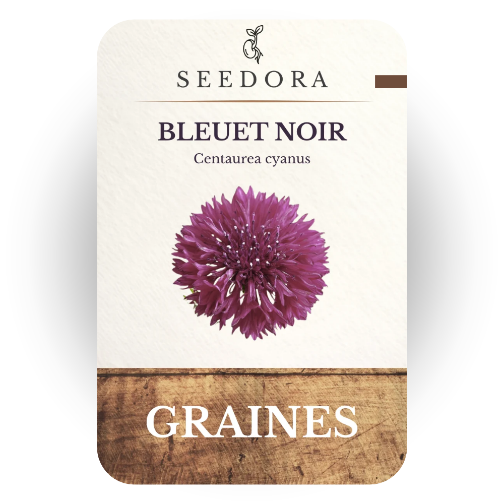 Graines de Bleuet Noir (Centaurea cyanus) – Fleurs annuelles à semer