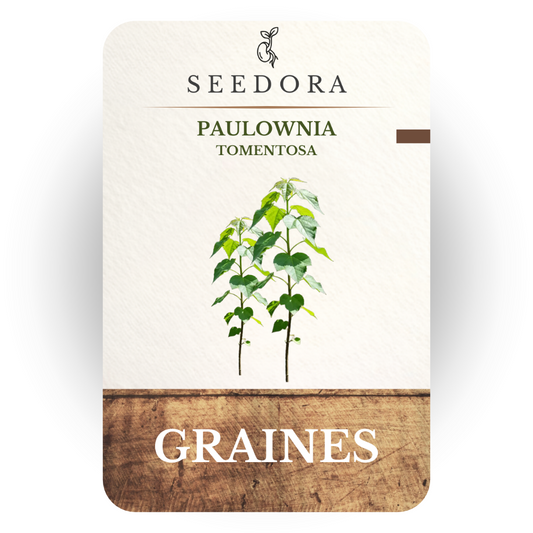 Graines de Paulownia (Arbre Impérial) — Sachet de 5 Graines à Semer | Seedora