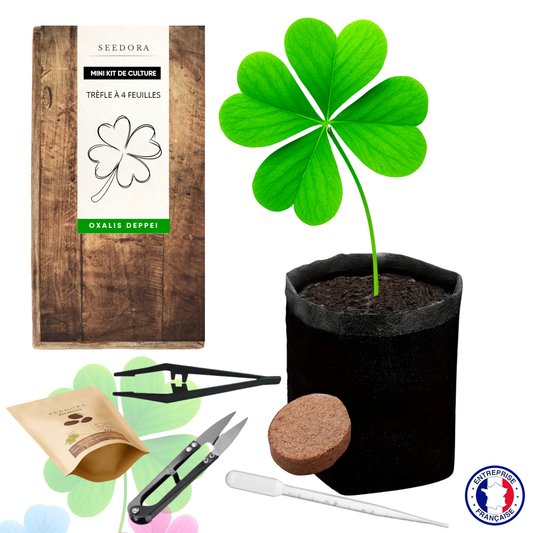 Mini Kit Trèfle à 4 Feuilles