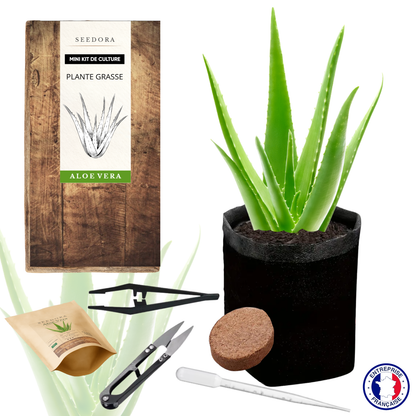 Mini Kit Aloe Vera