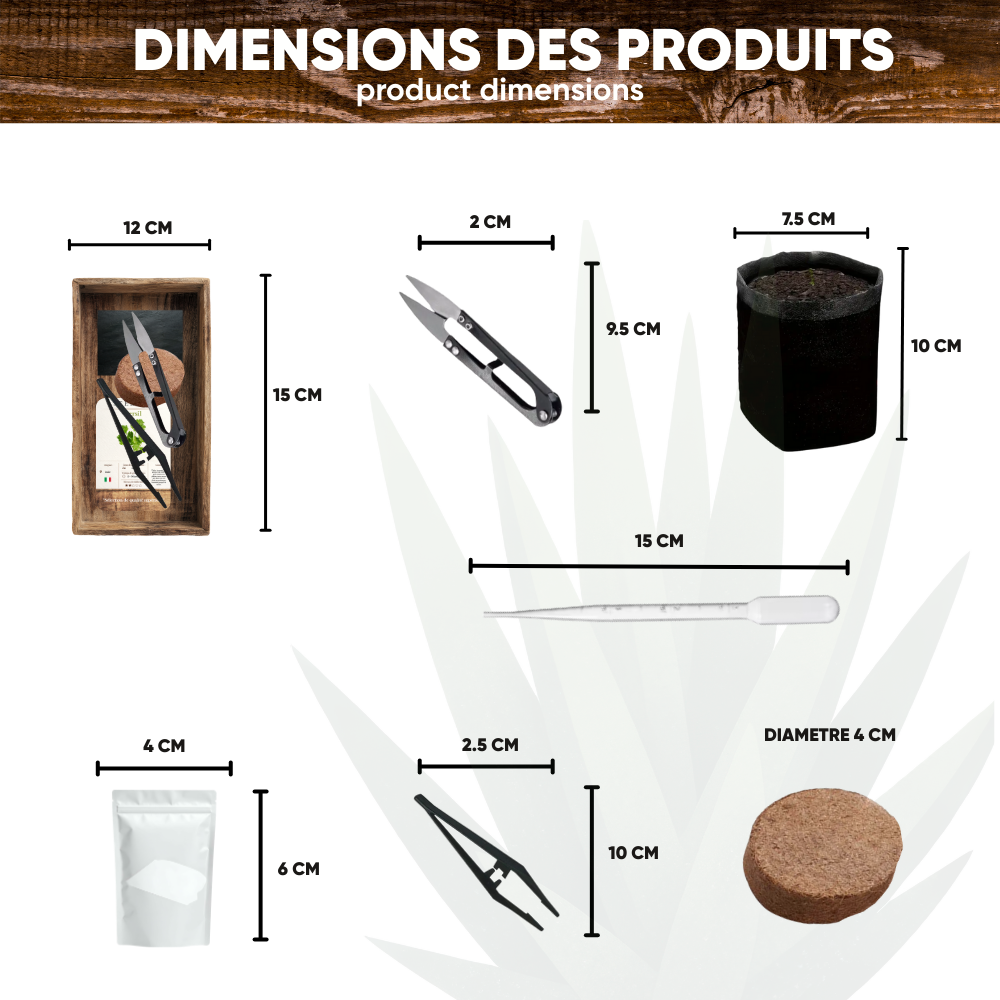 Mini Kit Bonsaï Glycine (Wistéria) — Kit Complet de Culture | Seedora