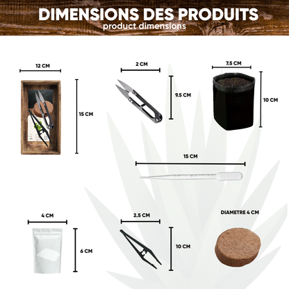 Mini Kit Bonsaï Glycine (Wistéria) — Kit Complet de Culture | Seedora
